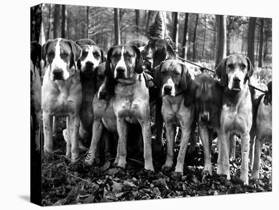 Beagles in the Forest of Fontainebleau-Alfred Eisenstaedt-Premier Image Canvas