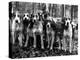 Beagles in the Forest of Fontainebleau-Alfred Eisenstaedt-Premier Image Canvas