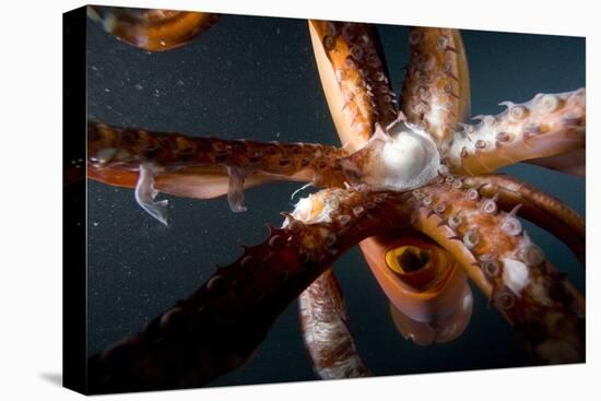 Beak and Tentacles of Humboldt Squid (Dosidicus Gigas) at Night Off Loreto-Franco Banfi-Premier Image Canvas