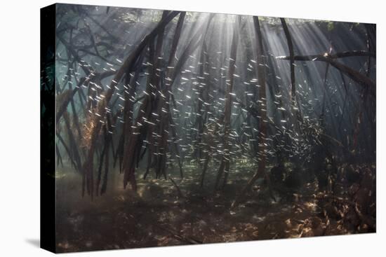 Beams of Sunlight Filter Among the Prop Roots of a Mangrove Forest-Stocktrek Images-Premier Image Canvas