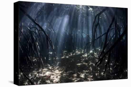 Beams of Sunlight Filter Among the Prop Roots of a Mangrove Forest-Stocktrek Images-Premier Image Canvas