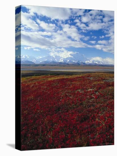 Bear Berries, Mt. Mckinley, AK-John Luke-Premier Image Canvas