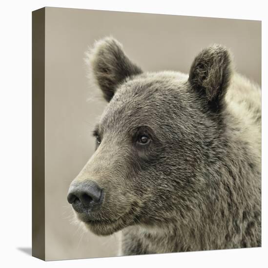 Bear Focus - Hush-Wink Gaines-Stretched Canvas