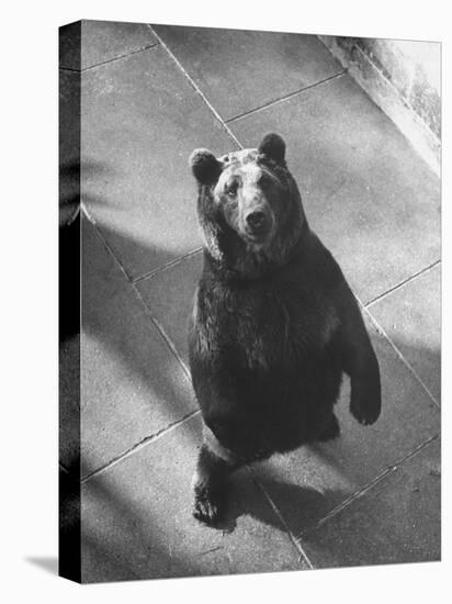 Bear Pit at Berne-Yale Joel-Premier Image Canvas