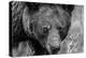 Bear Portrait BW-Nathan Larson-Premier Image Canvas