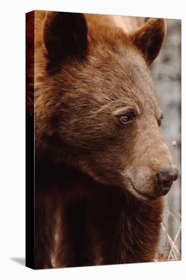 Bear Profile I-Nathan Larson-Premier Image Canvas