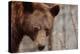 Bear Profile II-Nathan Larson-Premier Image Canvas