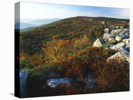 Bear Rocks, Dolly Sods Wilderness Area, Monongahela National Forest, West Virginia, USA-Adam Jones-Premier Image Canvas