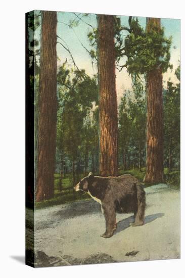 Bear, San Bernardino Mountains, California-null-Stretched Canvas