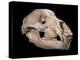 Bear Skull, Sima De Los Huesos-Javier Trueba-Premier Image Canvas