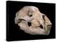 Bear Skull, Sima De Los Huesos-Javier Trueba-Premier Image Canvas