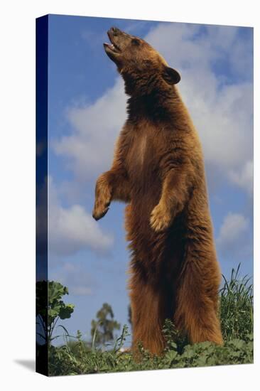 Bear Standing on Two Legs-DLILLC-Premier Image Canvas