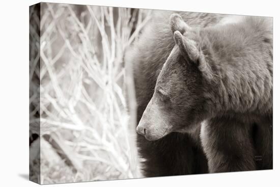 Bear Tones-Nathan Larson-Premier Image Canvas