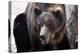 Bear-Gordon Semmens-Premier Image Canvas