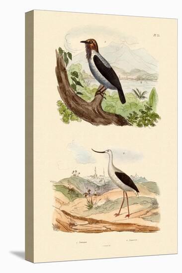 Bearded Bellbird, 1833-39-null-Premier Image Canvas