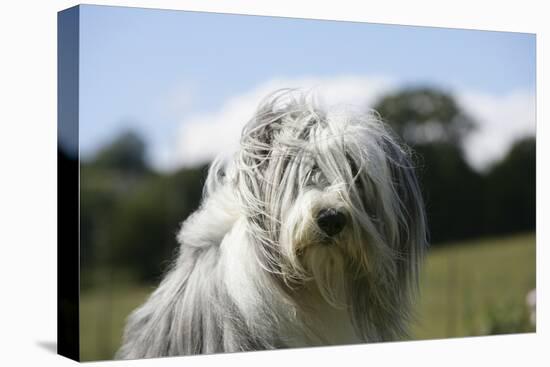 Bearded Collie 16-Bob Langrish-Premier Image Canvas