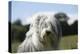 Bearded Collie 16-Bob Langrish-Premier Image Canvas