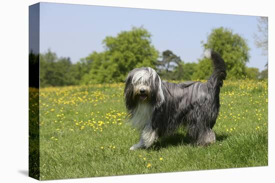 Bearded Collie 18-Bob Langrish-Premier Image Canvas