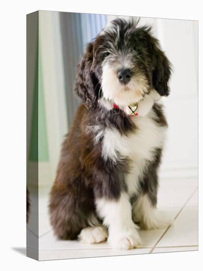 Bearded Collie Puppy-Jim Craigmyle-Premier Image Canvas