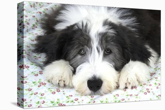Bearded Collie Puppy-null-Premier Image Canvas