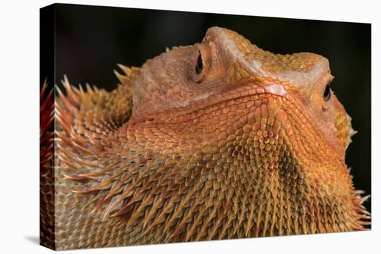 Bearded Dragon (Pogona Vitticeps), captive, Australia, Pacific-Janette Hill-Premier Image Canvas