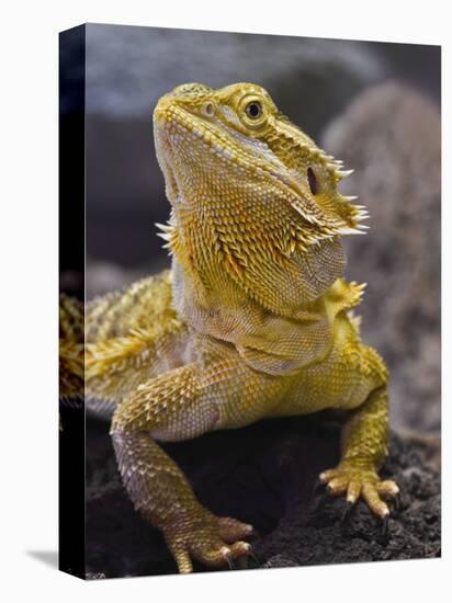 Bearded Dragon-Adam Jones-Premier Image Canvas