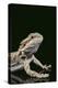 Bearded Dragon-DLILLC-Premier Image Canvas