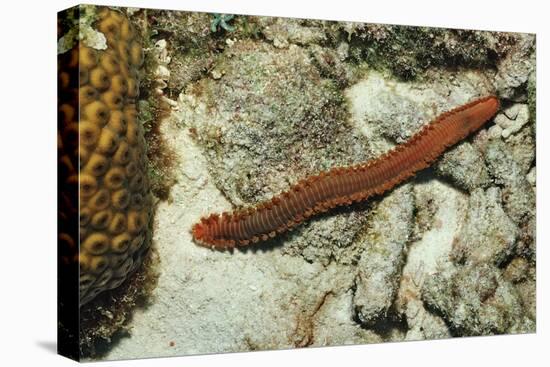 Bearded Fireworm, Hermodice Carunculata, Netherlands Antilles, Bonaire, Caribbean Sea-Reinhard Dirscherl-Premier Image Canvas