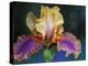 Bearded Iris, Rochester, Michigan, USA-Claudia Adams-Premier Image Canvas