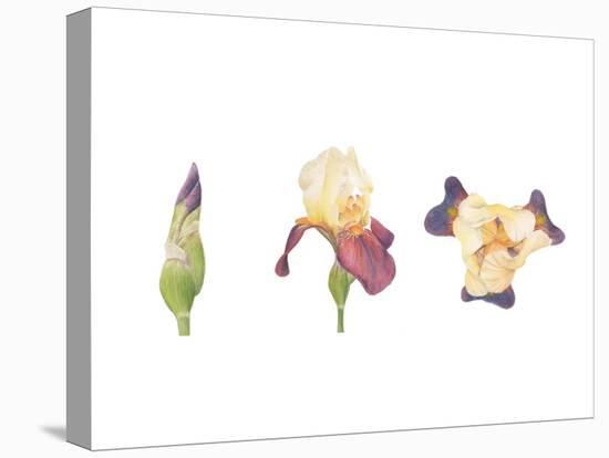 Bearded Iris-Stacy Hsu-Stretched Canvas