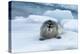 Bearded Seal (Erignathus barbatus) laying on pack ice, Spitsbergen Island, Svalbard Archipelago, Ar-G&M Therin-Weise-Premier Image Canvas