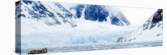 Bearded Seal Resting on an Ice Floe, Spitsbergen, Svalbard Islands, Norway-null-Premier Image Canvas