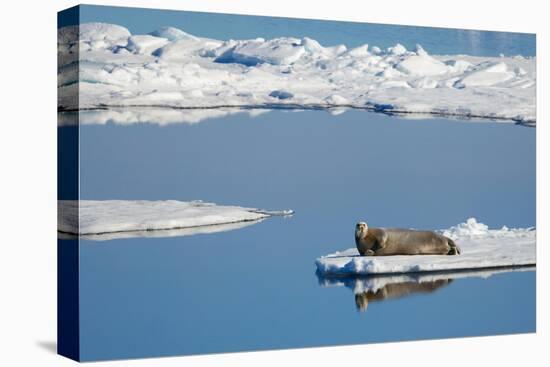 Bearded seal resting on remaining sea ice, Svalbard Islands-Oriol Alamany-Premier Image Canvas