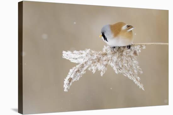 Bearded Tit-Jonas Kazlauskas-Stretched Canvas