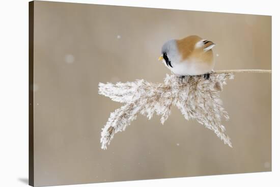 Bearded Tit-Jonas Kazlauskas-Stretched Canvas