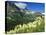 Beargrass Near Logan Pass in Gacier National Park, Montana, Usa-Chuck Haney-Premier Image Canvas