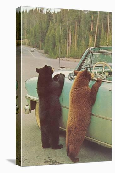 Bears Begging at Side of Car-null-Stretched Canvas