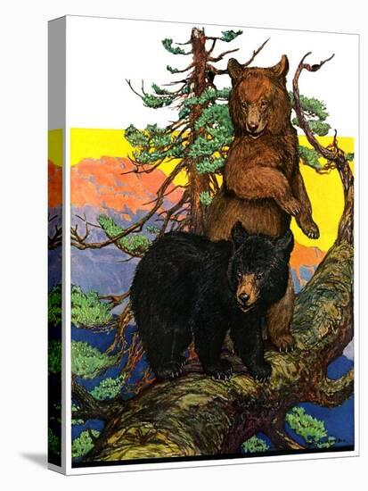 "Bears in Tree,"August 16, 1930-Charles Bull-Premier Image Canvas