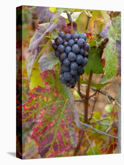 Beaujolais Red Grapes in Autumn, Burgundy, France-Lisa S. Engelbrecht-Premier Image Canvas