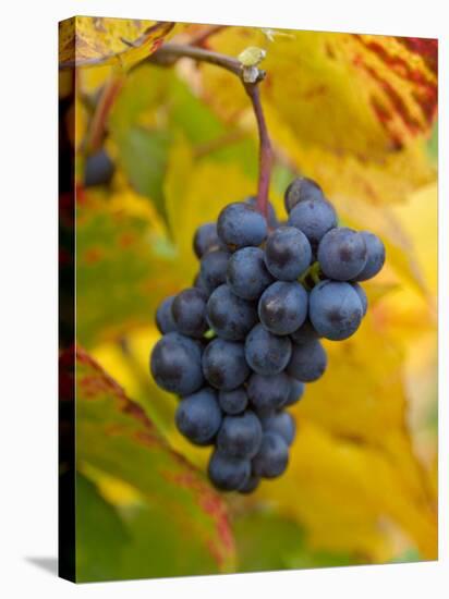 Beaujolais Red Grapes in Autumn, Burgundy, France-Lisa S. Engelbrecht-Premier Image Canvas