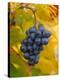 Beaujolais Red Grapes in Autumn, Burgundy, France-Lisa S. Engelbrecht-Premier Image Canvas