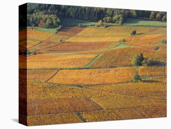 Beaujolais Vineyards Near Beuajeu, Rhone Alpes, France-Michael Busselle-Premier Image Canvas