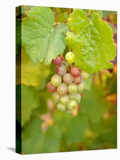 Beaujolais White Grapes in Autumn, Burgundy, France-Lisa S. Engelbrecht-Premier Image Canvas