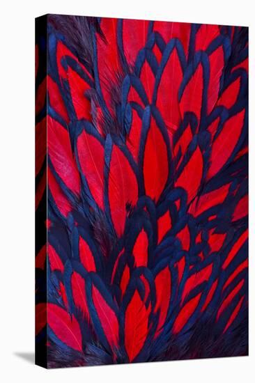 Beautiful Abstract Background Consisting of Red Hen Saddle Feathers-Keith Publicover-Premier Image Canvas