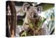 Beautiful and Awake Koala, Queensland, Australia, Pacific-Noelia Ramon-Premier Image Canvas