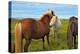 Beautiful and Well-Groomed Horse Chestnut and White Suit on Free Ranging. Icelandic Horses on the S-kavram-Premier Image Canvas