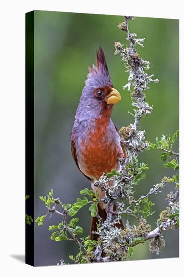 Beautiful Bird of Texas-Art Wolfe-Premier Image Canvas