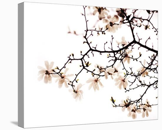 Beautiful Blossom-Irene Suchocki-Stretched Canvas