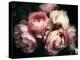 Beautiful Bouquet of Pink Rose Flowers on a Dark Background, Soft and Romantic Vintage Filter, Look-null-Premier Image Canvas