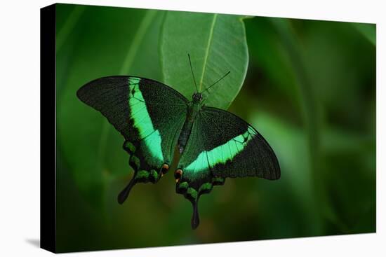 Beautiful Butterfly. Green Swallowtail Butterfly, Papilio Palinurus. Insect in the Nature Habitat.-Ondrej Prosicky-Premier Image Canvas